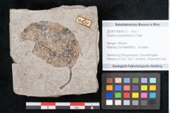 Foto (Objekt + Etikett) von Zizyphus paradisiacus Unger (NHMW-GEO-2024-0188-6673)